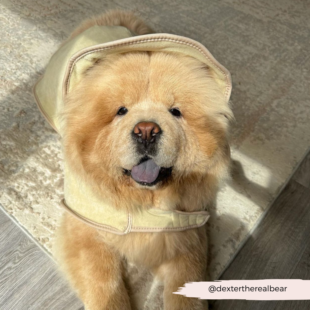 Teddy Dog Drying Robe Cocopup London