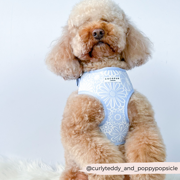 Luxe Adjustable Neck Harness - Baby Blue Flower