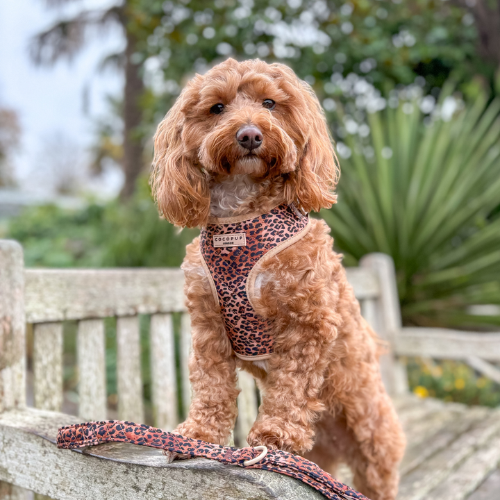 Quilted Leopard Pup Adjustable Neck Harness