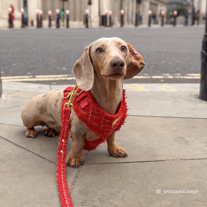 Red Textured Tweed Lead