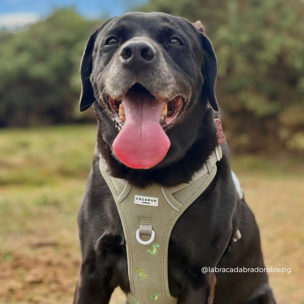 A black dog outdoors wearing a beige dog harness with a visible 'Cocopup' brand label. The dog is smiling with its tongue out in a grassy park setting.