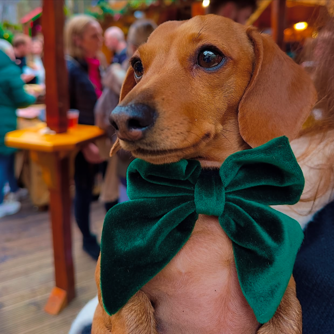 Personalised Luxe Velvet Dog Sailor Bow Tie - Forest Green | Cocopup London Personalised Luxe Velvet Dog Sailor Bow Tie - Forest Green | Cocopup London
