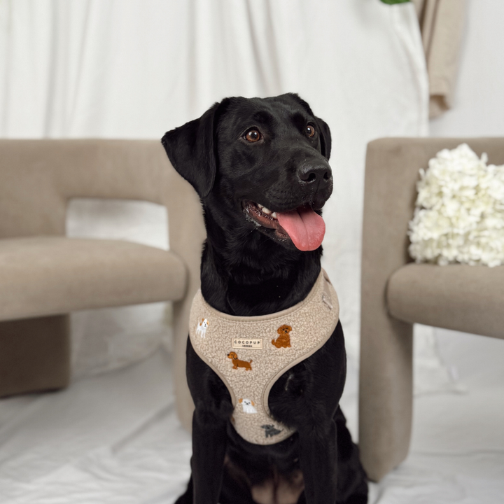 Ralph & Friends Mocha Teddy Adjustable Neck HARNESS