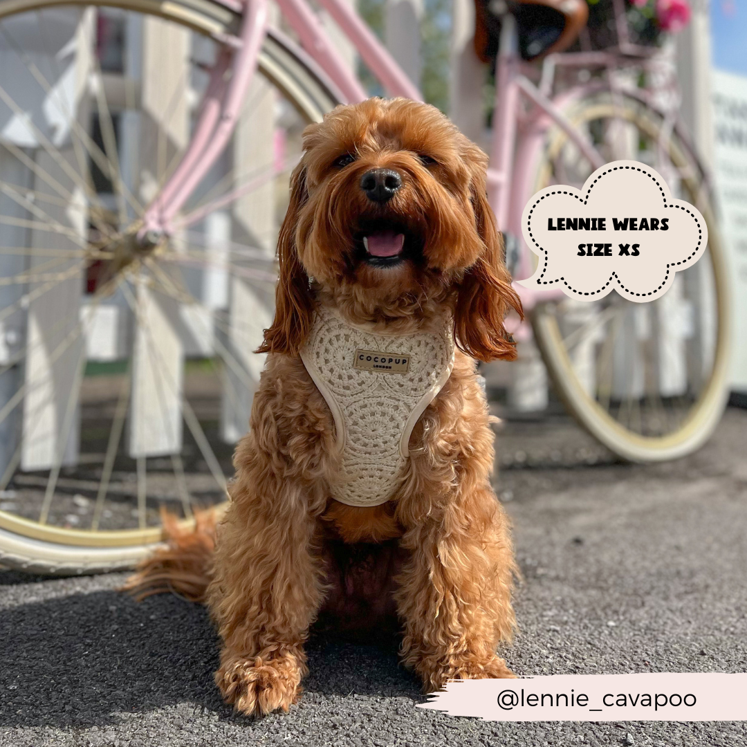 Best dog harness for cockapoo hot sale