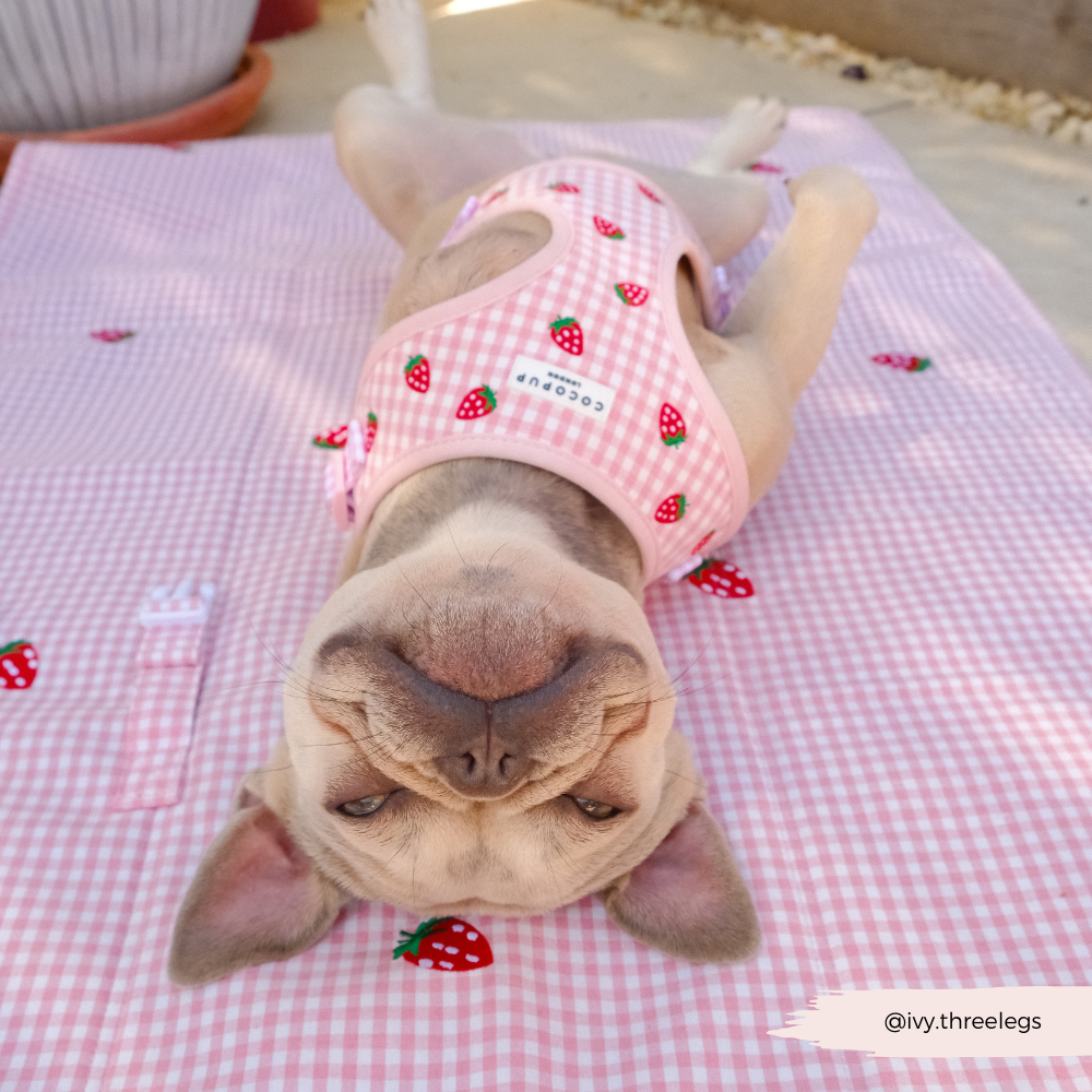 Travel Mat & Blanket Set - Strawberry Picnic Pup