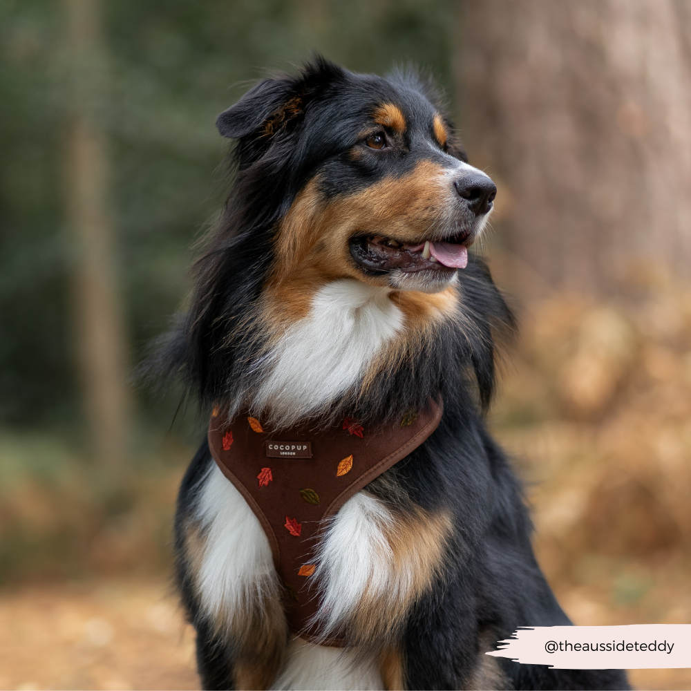 Pawtumn Leaves Adjustable Neck HARNESS
