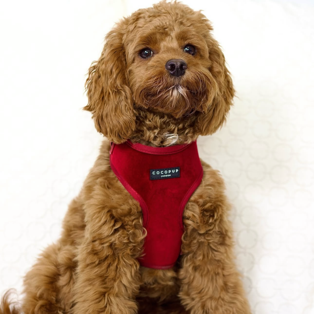 LUXE Velvet Adjustable Neck Harness - Berry Red