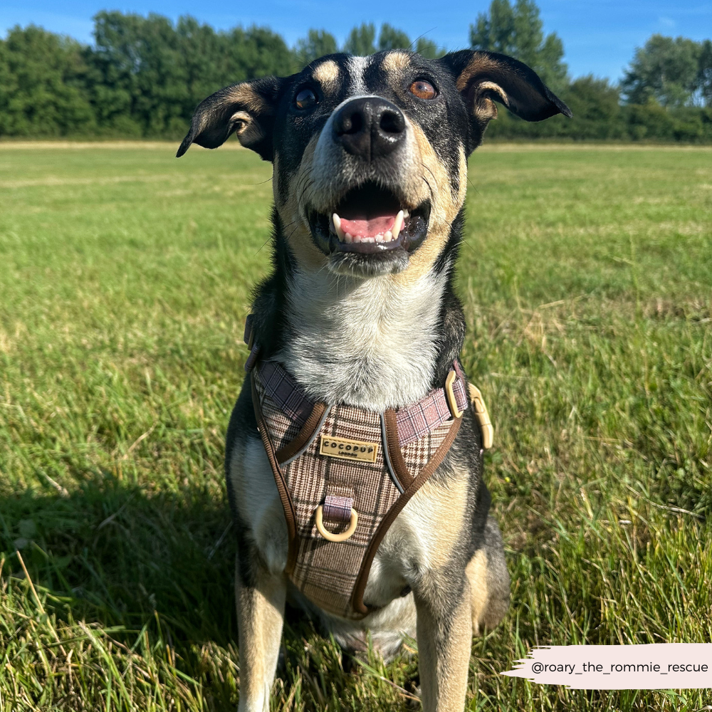 Explore Harness - Pup Plaid