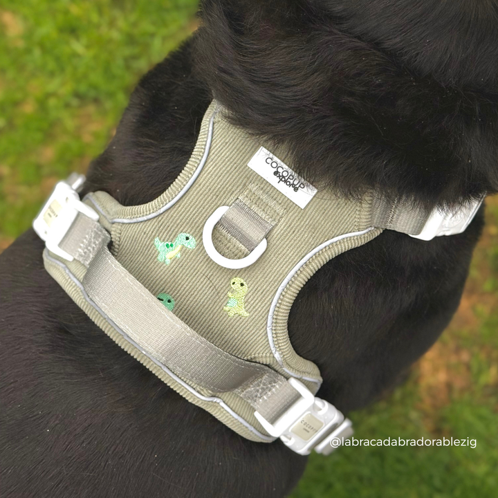 A close-up of a black dog wearing an olive green harness with small dinosaur graphics, outdoors on grass.