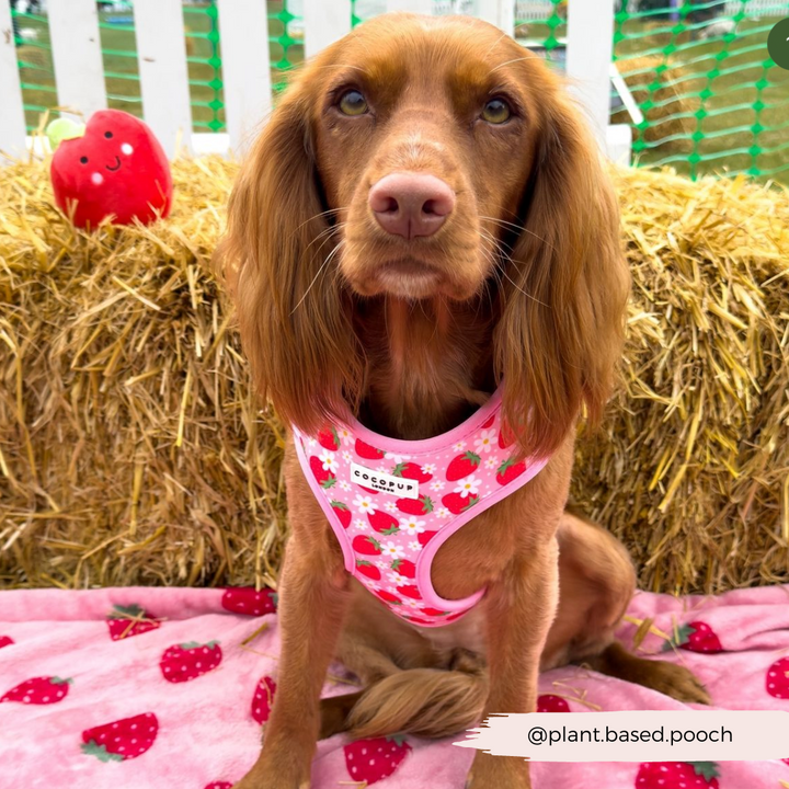 Pupberry Fields Adjustable Neck Harness