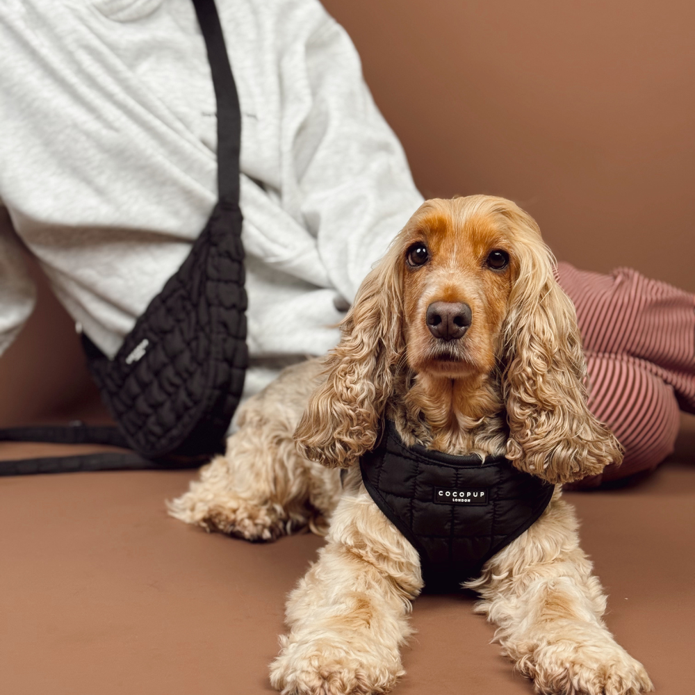 Onyx Quilted Adjustable Neck Harness, Lead & Collar Bundle