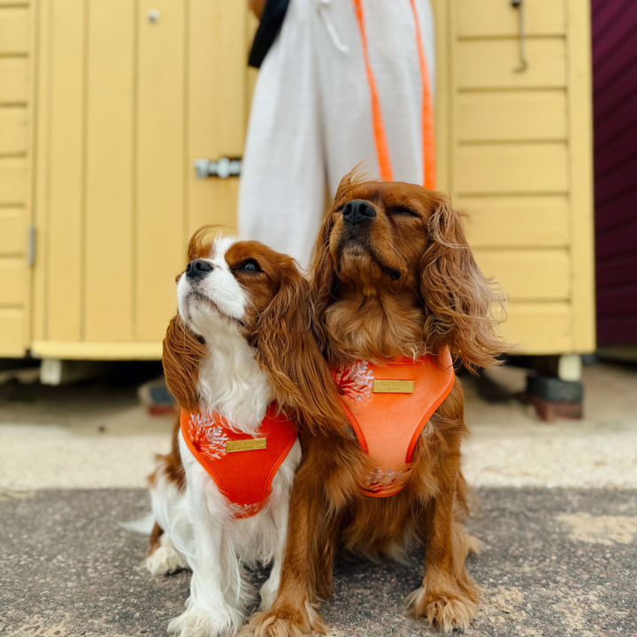 Luxe Velvet Adjustable Neck HARNESS- Coral Core