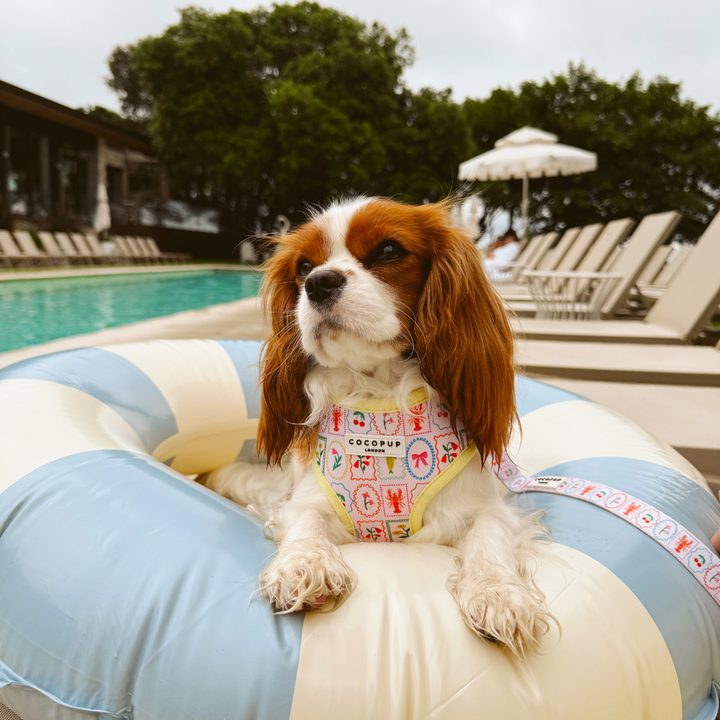 Dolce Vita Adjustable Neck HARNESS