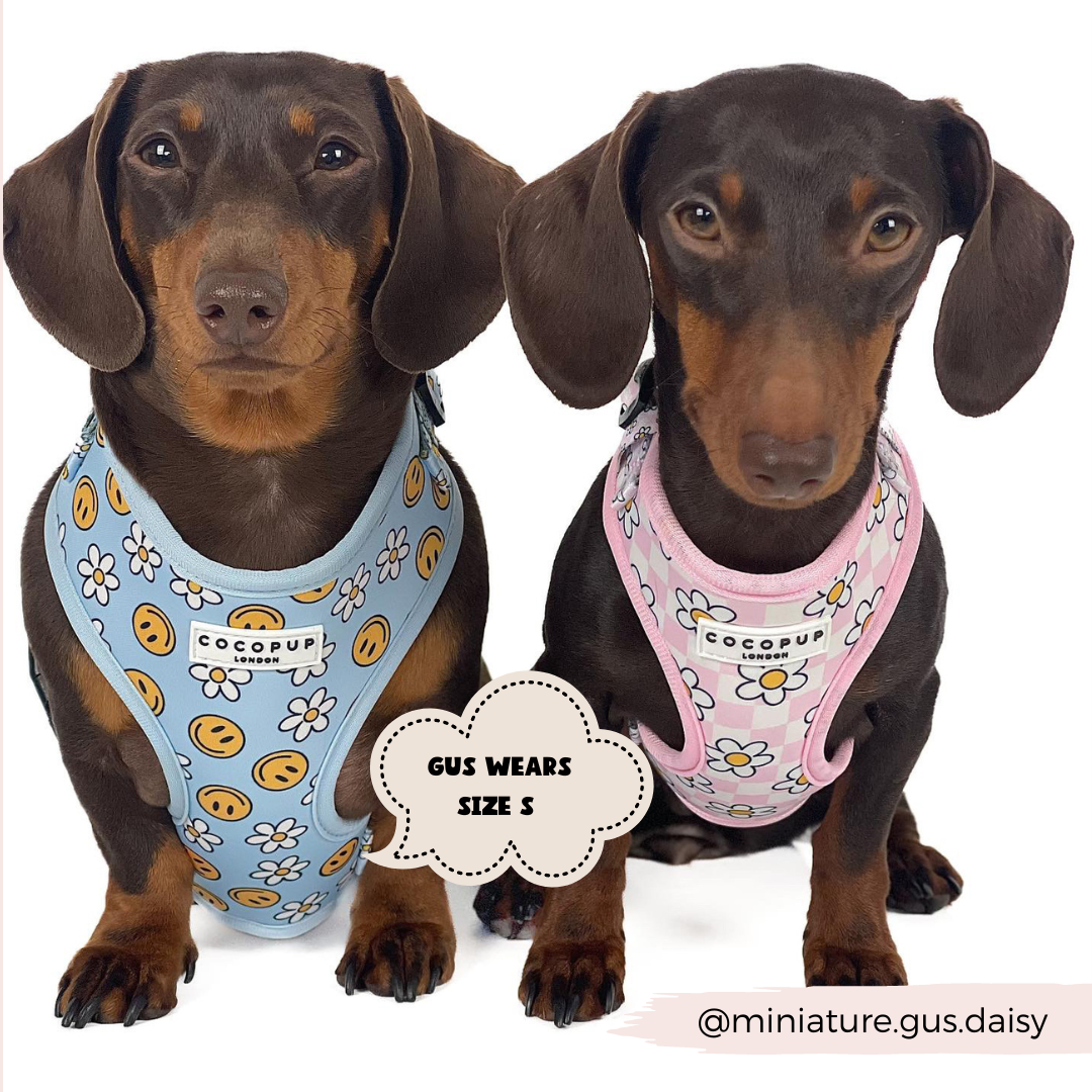 Smiley Pawty Tent Adjustable Neck Harness