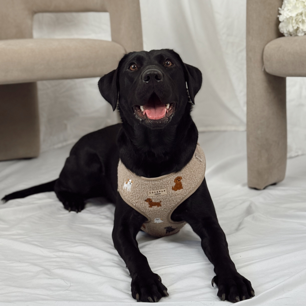 Ralph & Friends Mocha Teddy Adjustable Neck HARNESS