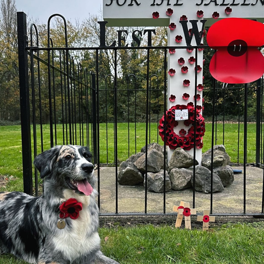 Poppy Collar Flower