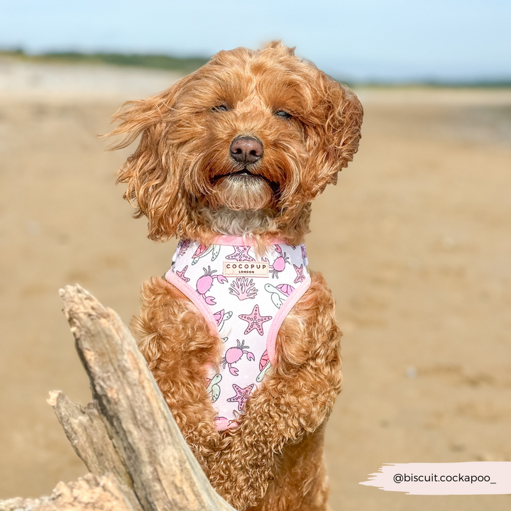 Pawcific Pink Reef Adjustable Neck HARNESS