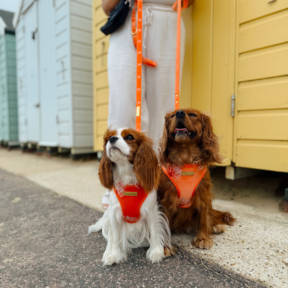 Luxe Velvet Lead - Coral Core