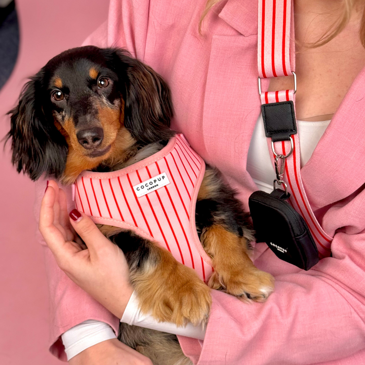 Dog Walking Bag Bundle - Candy Stripe