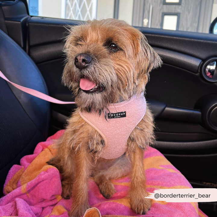 A small brown dog with a shaggy coat sits on a car seat covered with a colorful towel. The dog wears the Teddy Love-a-Lot Adjustable Neck Harness, Lead & Collar Bundle by Cocopup London. Looking content with its tongue slightly out, the Instagram handle "@borderterrier_bear" is visible in the corner.