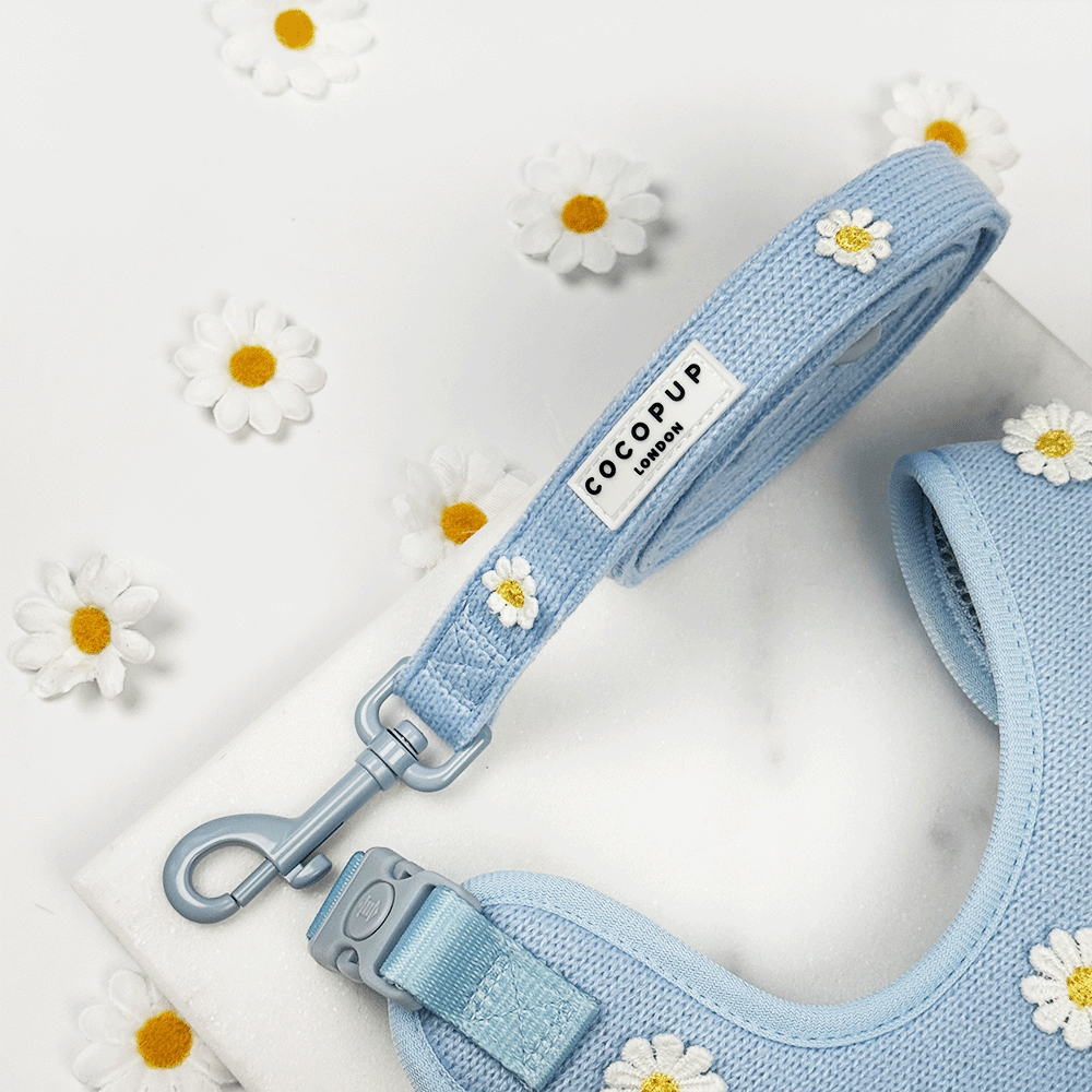Blue dog Lead with white flower decals.