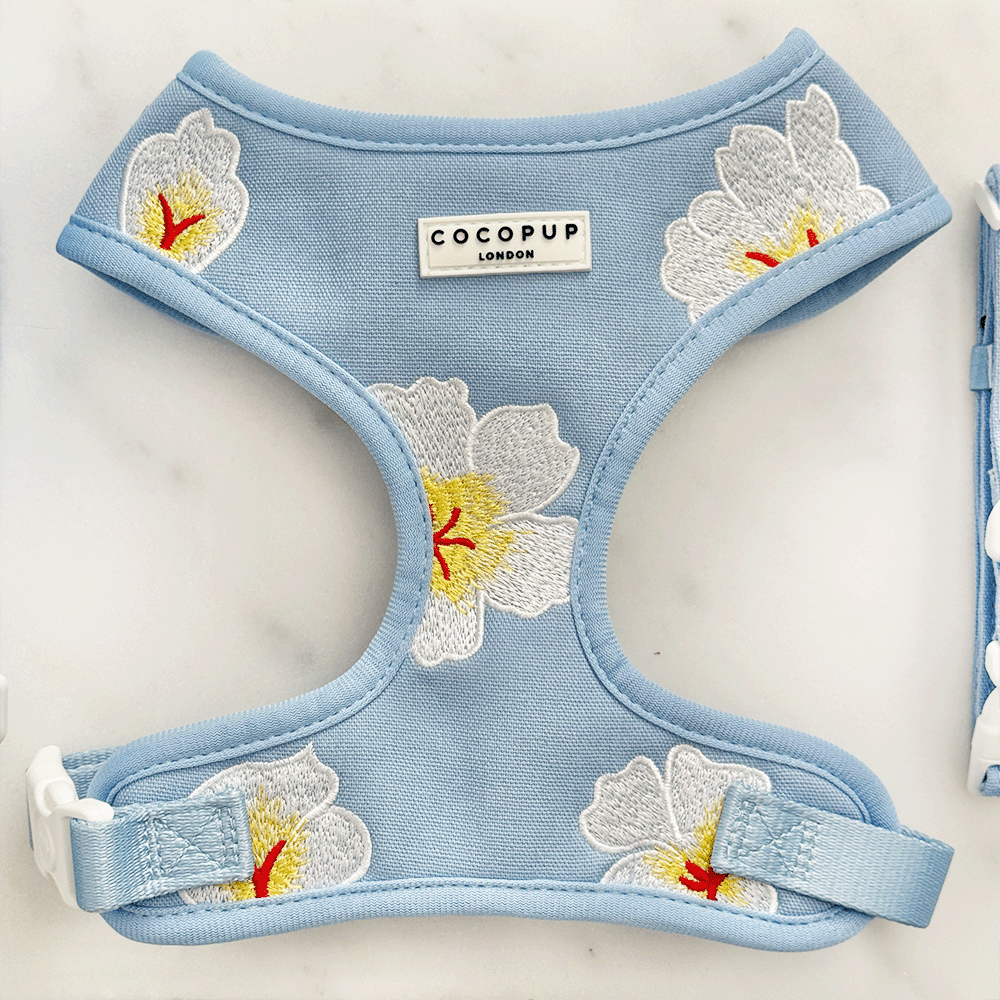 Blue Lagoon Adjustable Neck Harness, Lead & Collar Bundle