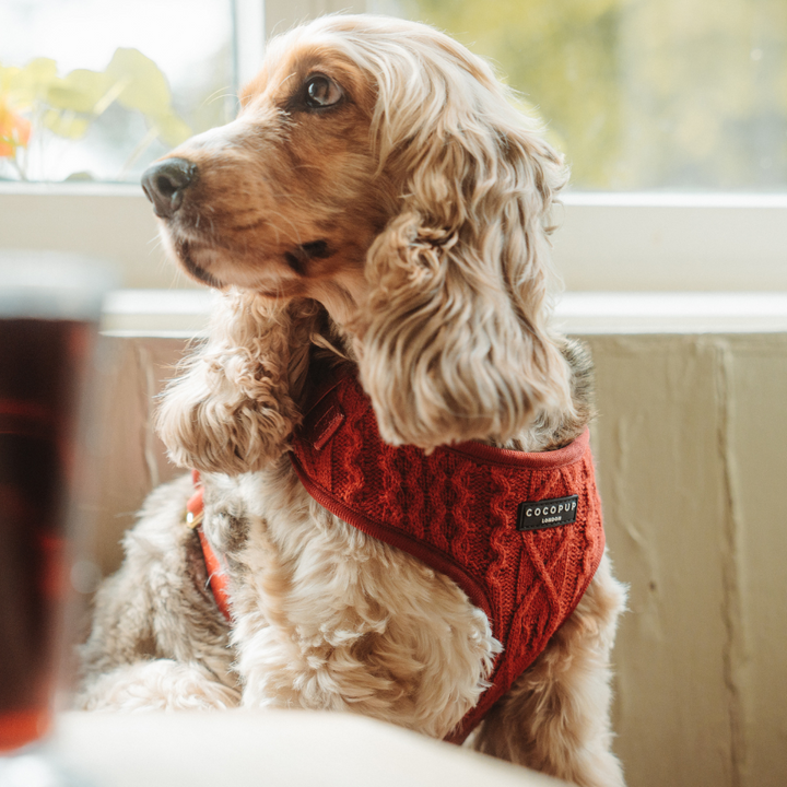 Cable Knit Jumper Adjustable Neck Harness - Mulled Pup Wine