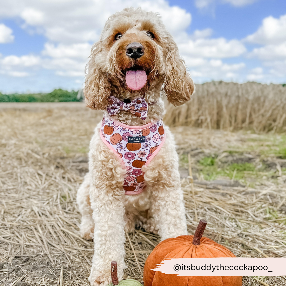 Pup-kin Meadow Bow Tie