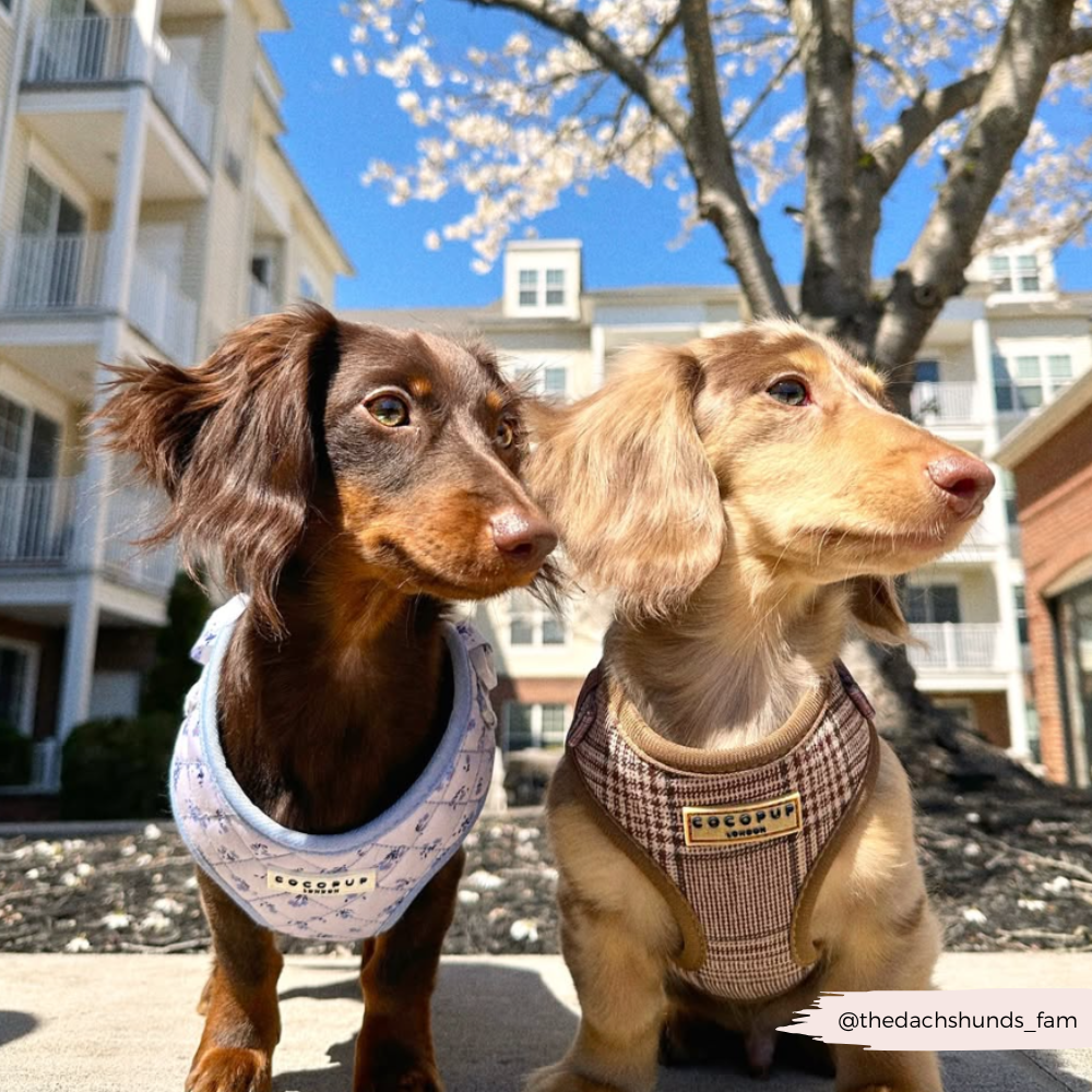 Best Dog Dog Harness Pet Collar Dogs That Pull Dog Harness Or