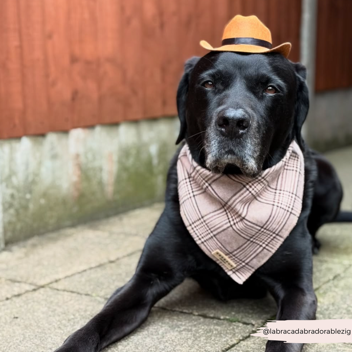 Rodeo Pup Dog Hat