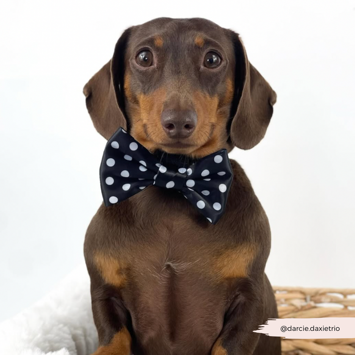 Satin Polka Dot Bow Tie