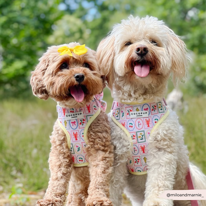 Dolce Vita Adjustable Neck HARNESS