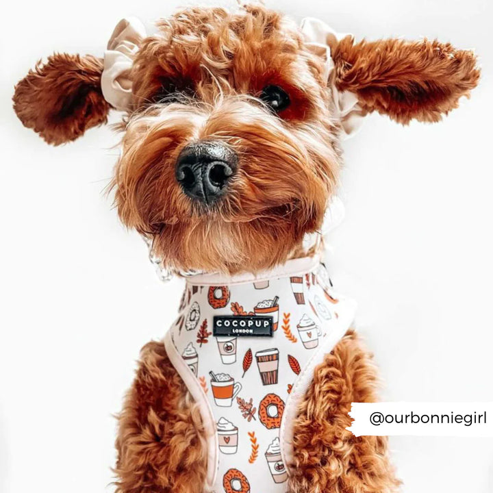 A cute brown curly-haired dog wears the Autumn Puppuccino Adjustable Neck Harness, Lead & Collar Bundle from Cocopup London, featuring a coffee-shop theme with coffee cups, donuts, and pastries. Adorably accessorized with a headband with ruffled details, the pup is ready for fall fun. The Instagram handle "@ourbonniegirl" is noted in the bottom right corner.