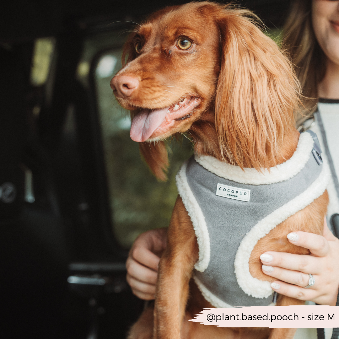 Grey Aviator Adjustable Neck Harness, Lead & Collar Bundle