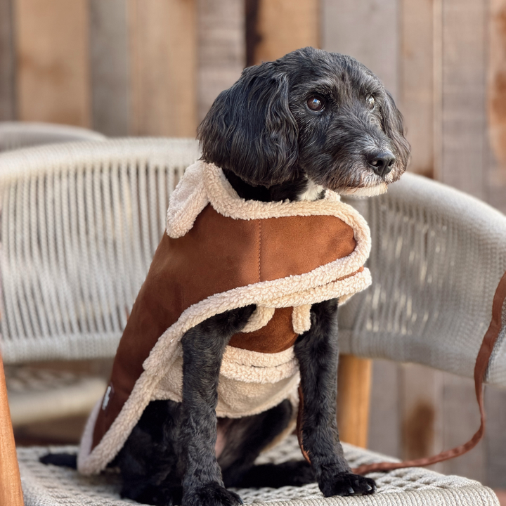 A black dog wearing a brown suede-like pet jacket with cream sherpa lining, sitting on a woven outdoor chair.