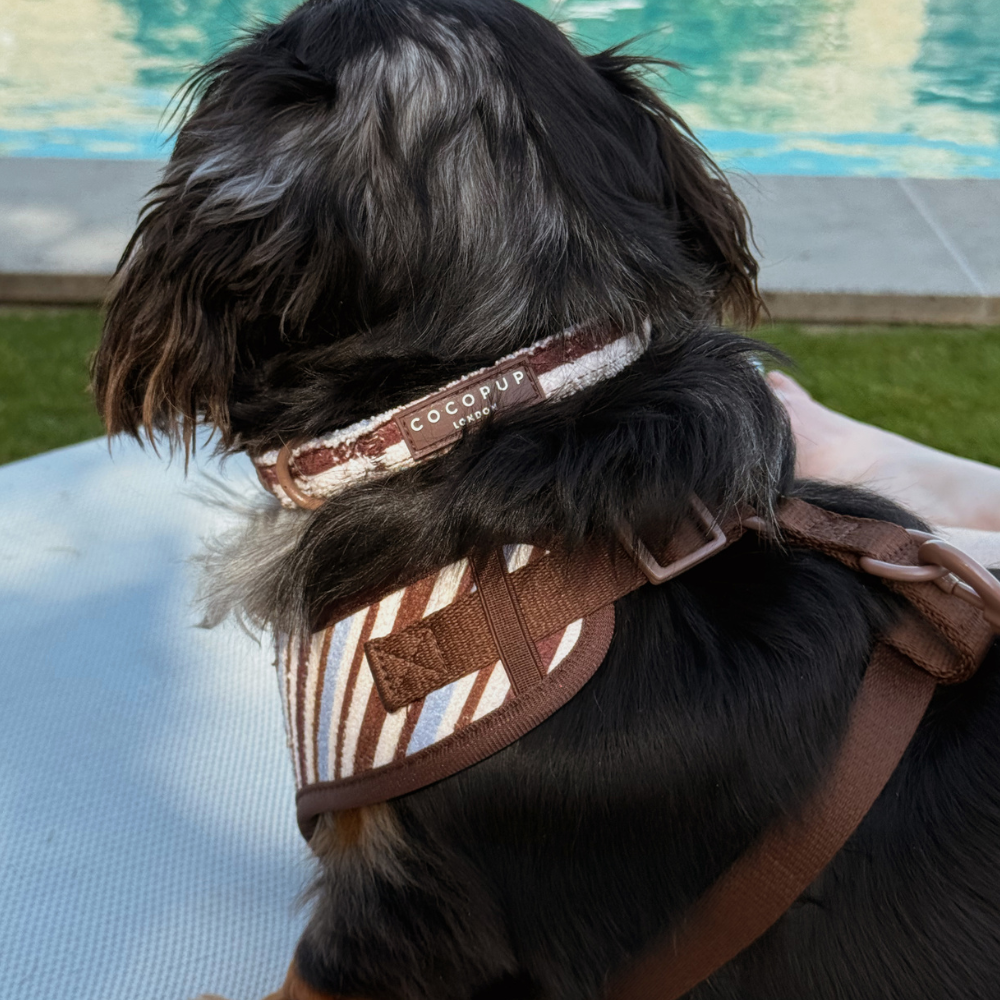 Brown & Blue Stripes COLLAR