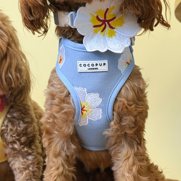 Blue Lagoon Adjustable Neck Harness, Lead & Collar Bundle