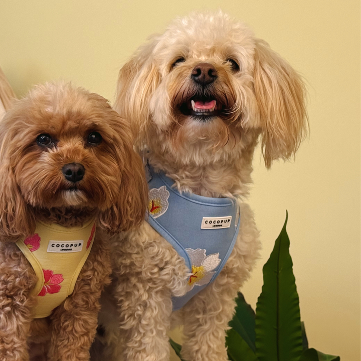 Blue Lagoon Adjustable Neck Harness, Lead & Collar Bundle