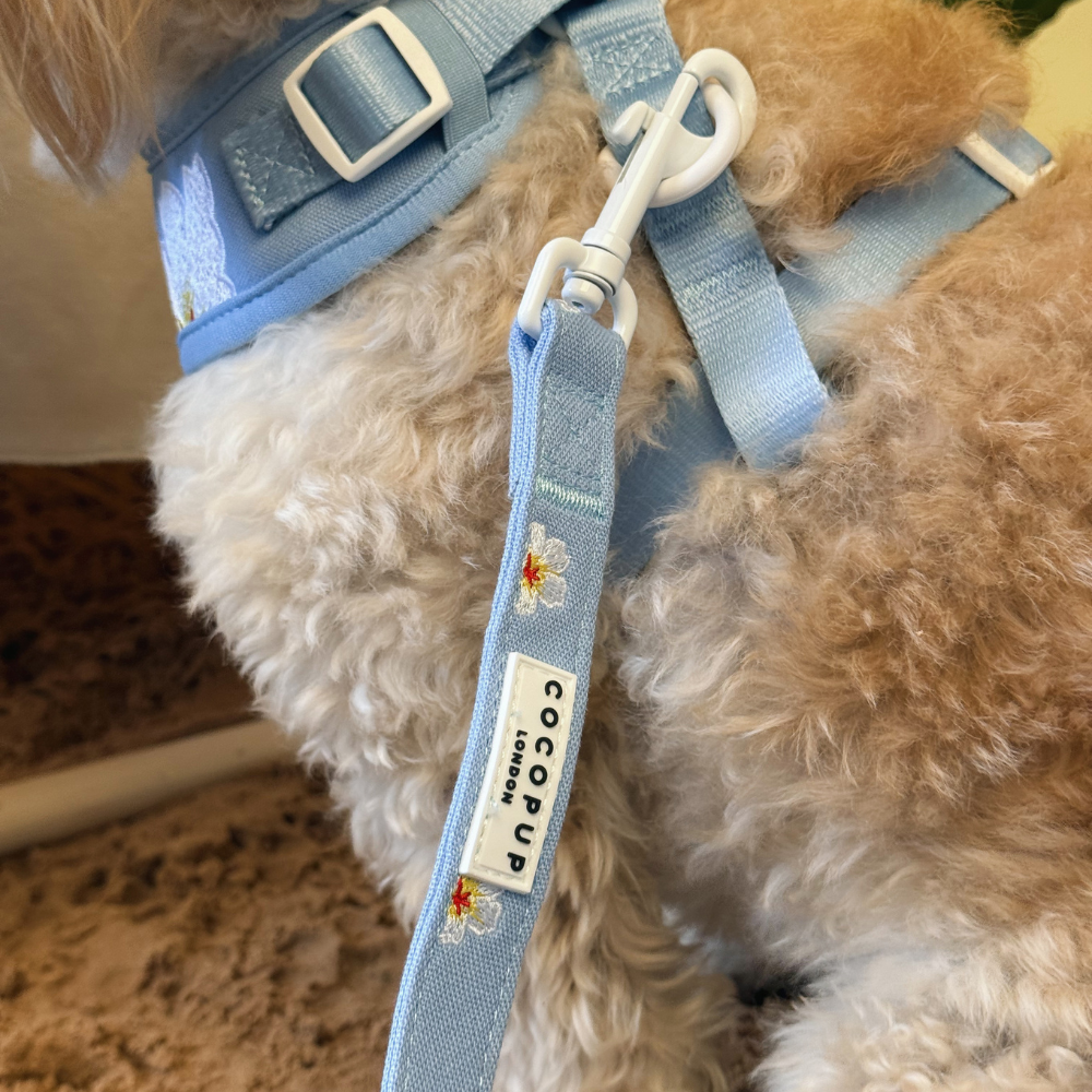 Blue Lagoon Adjustable Neck Harness, Lead & Collar Bundle