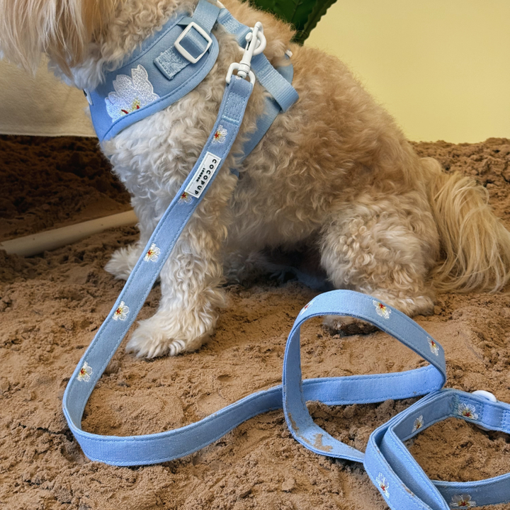 Blue Lagoon Adjustable Neck Harness, Lead & Collar Bundle