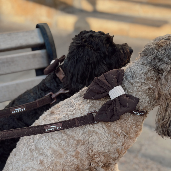 Two dogs wearing matching dark brown dog harnesses with bow details and leashes, photographed outdoors on a bench in warm natural light.