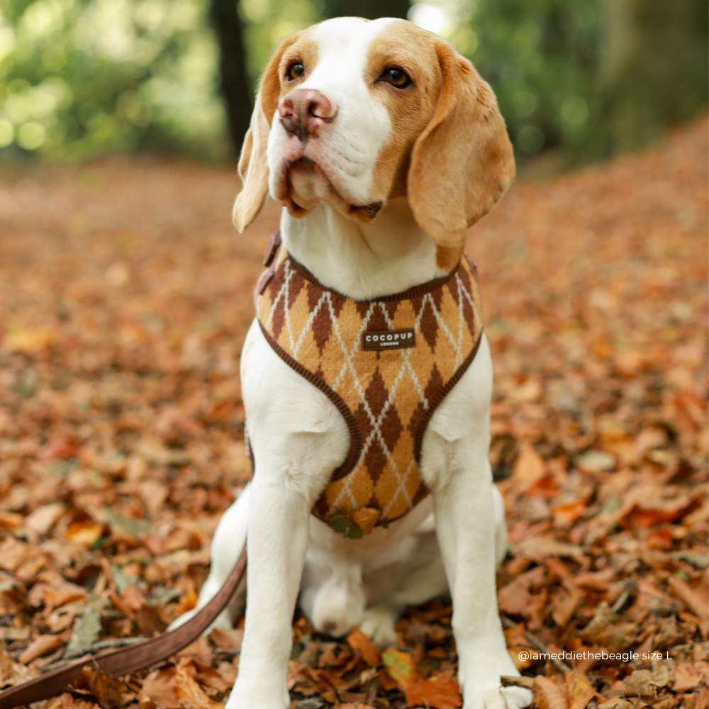 beagle dog wearing Knit dog harness with a brown, tan, and white argyle pattern.