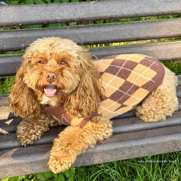 dog on bench wearing Dog jumper in a brown, tan, and white argyle pattern. 