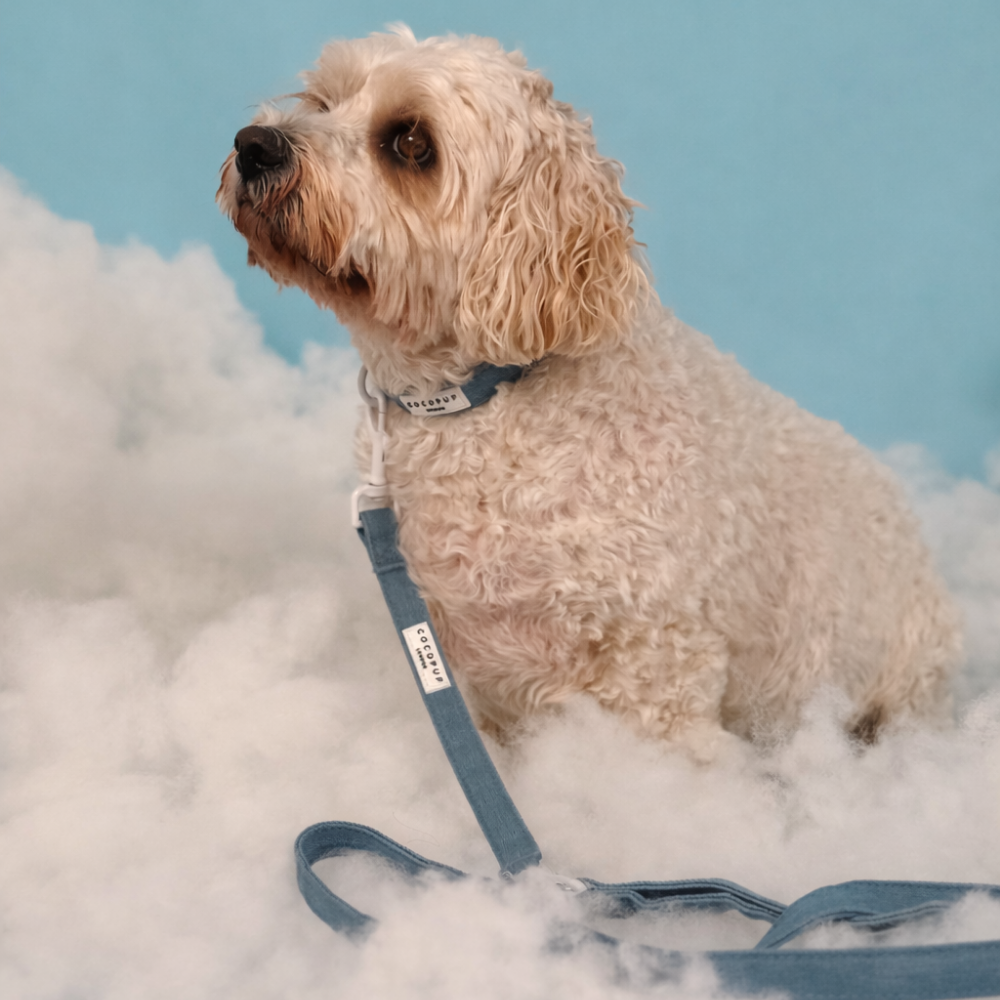 Cloud Nine Adjustable Neck Harness, Lead & Collar Bundle