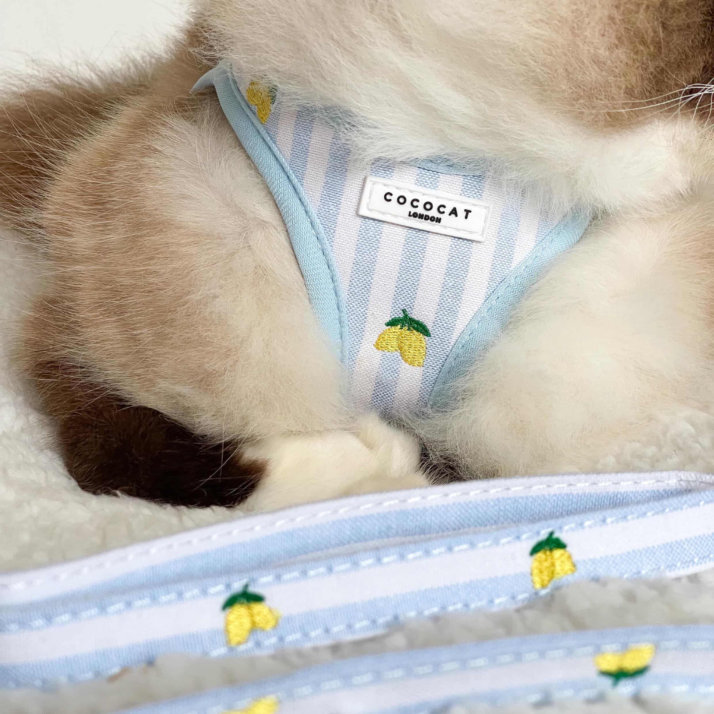 Cat Lead - Living La Vida Lemon