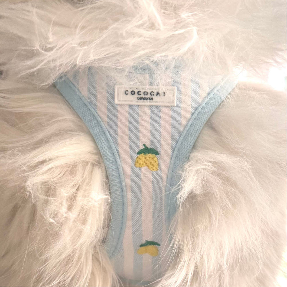 Cat Harness - Living La Vida Lemon