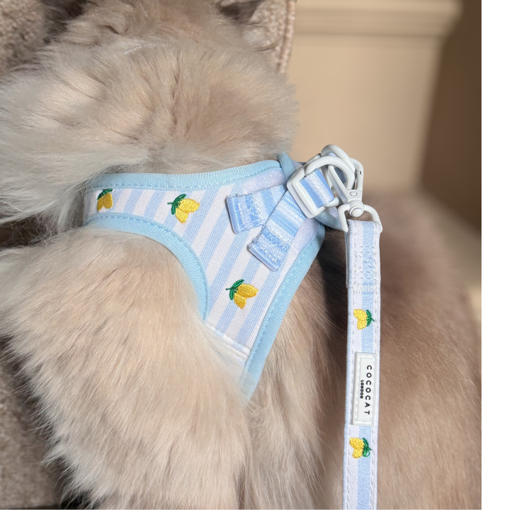 Cat Lead - Living La Vida Lemon