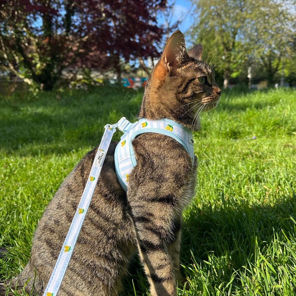 Cat Lead - Living La Vida Lemon