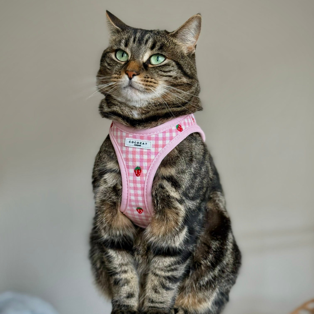 Cat Harness - Strawberry Picnic