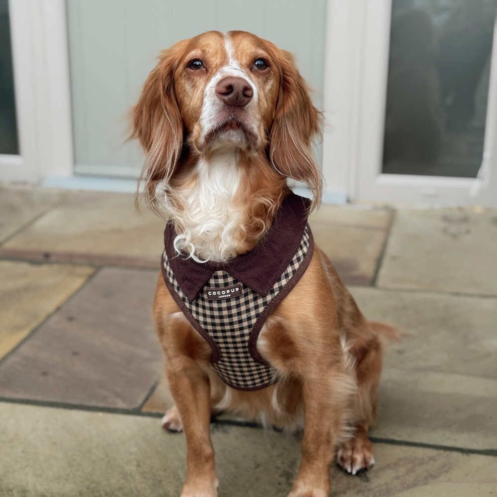 Cotswold Check Adjustable Neck Harness, Lead & Collar Bundle